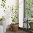 Duurzame plantenkooien en steunen voor gezonde groei - 40 cm / 20 - Plantenkooien & -steunen