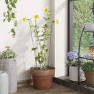 Duurzame plantenkooien en steunen voor gezonde groei - Plantenkooien & -steunen