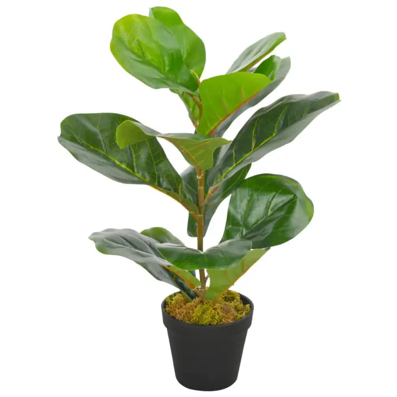 Kunstplanten met levering bevat een levensechte vioolbladplant van 90 cm - 45 cm / 1 - Kunstplanten